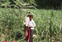 समृद्ध खेती की आपराधिक खाद!