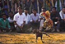 मुर्गे पे भरोसा है तो ये दांव लगा ले…