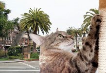 किस्सा खिसियानी बिल्ली का