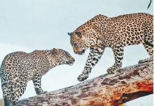 बाघ और शेर के बाद देश में तेंदुए भी बढ़े