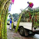 FILE PHOTO: Vendors load sugarcane onto a vehicle at a wholesale market in Kolkata