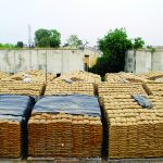 Rotting wheat grain in open at an FCI godown at  Khanna in Ludhiana.