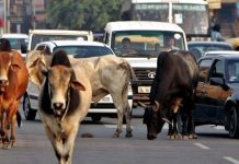 क्या आगरा एक शहर है या वाइल्ड लाइफ फॉरेस्ट?