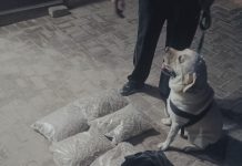 फतेहाबाद के ‘जैक’ और ‘रैम्बो’: स्वान टीम के दो सितारे जिन्होंने बदल दिया ऑपरेशन का रुख