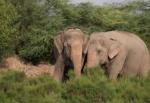 असम में राजधानी एक्सप्रेस की चपेट में आए 7 हाथी