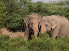 असम में राजधानी एक्सप्रेस की चपेट में आए 7 हाथी