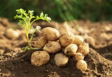 आलू बेचने का स्मार्ट तरीका: ABC ग्रेड अपनाएं, मुनाफा 20% तक बढ़ाएं potato farming profit