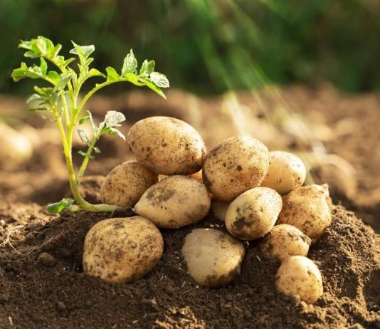 आलू बेचने का स्मार्ट तरीका: ABC ग्रेड अपनाएं, मुनाफा 20% तक बढ़ाएं potato farming profit