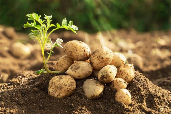 potato farming profit