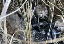 कूनो में फिर गूंजी किलकारियां, भारत में चीता परिवार 38 हुआ