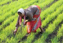 ‘किसान सारथी’ ऐप से घर बैठे मिलेगी खेती की सलाह, सीधे एक्सपर्ट से जुड़ेंगे किसान