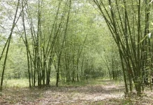 बाढ़ प्रभावित किसानों के लिए राहत, बांस की खेती बनेगी कमाई का मजबूत सहारा बांस की खेती से होगी मोटी कमाई... (Photo: nbm.nic.in)