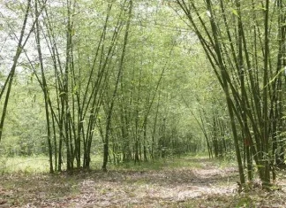 बाढ़ प्रभावित किसानों के लिए राहत, बांस की खेती बनेगी कमाई का मजबूत सहारा बांस की खेती से होगी मोटी कमाई... (Photo: nbm.nic.in)