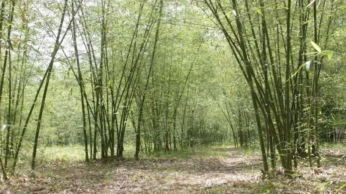 बांस की खेती से होगी मोटी कमाई... (Photo: nbm.nic.in)