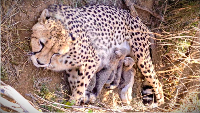 चीता ‘ज्वाला’ ने दिए 5 शावकों को जन्म
