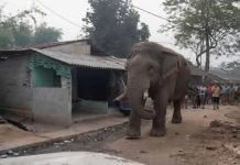 सियासी बिसात पर ‘RamLal’ की एंट्री : Polling Booth पर माहौल बना दिलचस्प झाड़ग्राम : वोटिंग में 'रामलाल' का दखल: वन विभाग की मुस्तैदी से बहाल हुआ मतदान…Photo Source : newsarenaindia