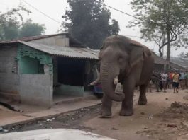 सियासी बिसात पर ‘RamLal’ की एंट्री : Polling Booth पर माहौल बना दिलचस्प झाड़ग्राम : वोटिंग में 'रामलाल' का दखल: वन विभाग की मुस्तैदी से बहाल हुआ मतदान…Photo Source : newsarenaindia
