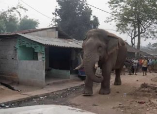 सियासी बिसात पर ‘RamLal’ की एंट्री : Polling Booth पर माहौल बना दिलचस्प झाड़ग्राम : वोटिंग में 'रामलाल' का दखल: वन विभाग की मुस्तैदी से बहाल हुआ मतदान…Photo Source : newsarenaindia