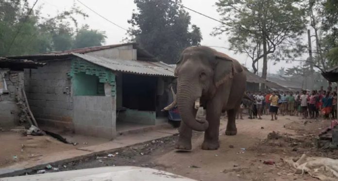 झाड़ग्राम : वोटिंग में 'रामलाल' का दखल: वन विभाग की मुस्तैदी से बहाल हुआ मतदान…Photo Source : newsarenaindia