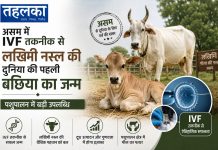 असम में IVF तकनीक से लखिमि नस्ल की दुनिया की पहली बछिया का जन्म, पशुपालन में बड़ी उपलब्धि असम में IVF तकनीक से जन्मी लखिमि नस्ल की बछिया