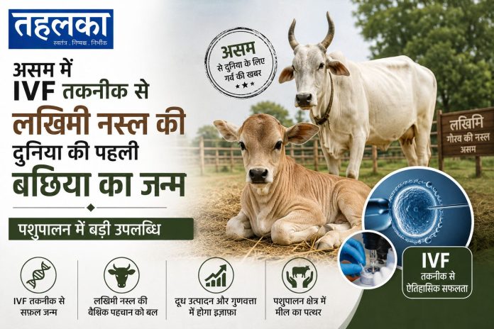 असम में IVF तकनीक से जन्मी लखिमि नस्ल की बछिया असम में IVF तकनीक से जन्मी लखिमि नस्ल की बछिया