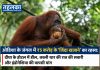 ओडिशा के जंगल में ₹5 करोड़ के ‘जिंदा खजाने’ का रहस्य: दीघा के होटल में डील, काली थार की रात की सवारी और इंडोनेशिया की वापसी मांग ओडिशा के बालेश्वर से रेस्क्यू किए गए पांच ओरंगुटान शावक — जांच में ₹5 करोड़ की संदिग्ध डील का खुलासा