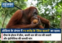 ओडिशा के जंगल में ₹5 करोड़ के ‘जिंदा खजाने’ का रहस्य: दीघा के होटल में डील, काली थार की रात की सवारी और इंडोनेशिया की वापसी मांग ओडिशा के बालेश्वर से रेस्क्यू किए गए पांच ओरंगुटान शावक — जांच में ₹5 करोड़ की संदिग्ध डील का खुलासा