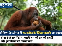 ओडिशा के जंगल में ₹5 करोड़ के ‘जिंदा खजाने’ का रहस्य: दीघा के होटल में डील, काली थार की रात की सवारी और इंडोनेशिया की वापसी मांग ओडिशा के बालेश्वर से रेस्क्यू किए गए पांच ओरंगुटान शावक — जांच में ₹5 करोड़ की संदिग्ध डील का खुलासा