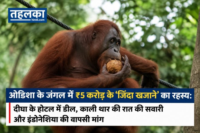 ओडिशा के बालेश्वर से रेस्क्यू किए गए पांच ओरंगुटान शावक — जांच में ₹5 करोड़ की संदिग्ध डील का खुलासा