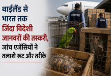 थाईलैंड से भारत तक जिंदा विदेशी जानवरों की तस्करी, जांच एजेंसियों ने तलाशे रूट और तरीके थाईलैंड से भारत तक जिंदा विदेशी जानवरों की तस्करी नेटवर्क की जांच के लिए CBI और थाई एजेंसियों की बैठक