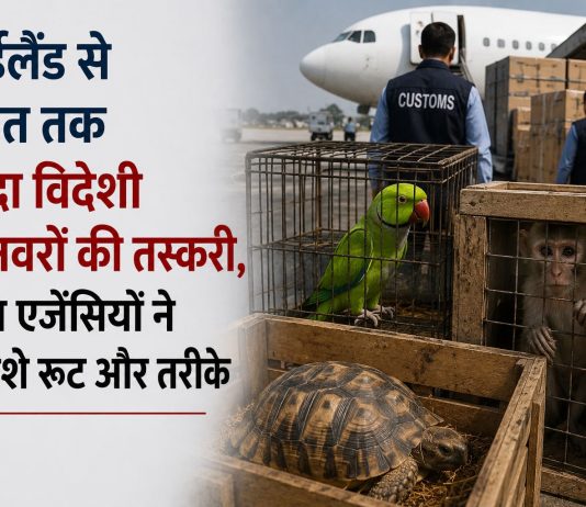 थाईलैंड से भारत तक जिंदा विदेशी जानवरों की तस्करी, जांच एजेंसियों ने तलाशे रूट और तरीके थाईलैंड से भारत तक जिंदा विदेशी जानवरों की तस्करी नेटवर्क की जांच के लिए CBI और थाई एजेंसियों की बैठक