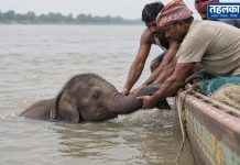 मां से बिछड़ा नन्हा हाथी, नदी में बहता रहा… मछुआरों ने बचाई जिंदगी मां से बिछड़ा नन्हा हाथी, नदी में बहता रहा… मछुआरों ने बचाई जिंदगी