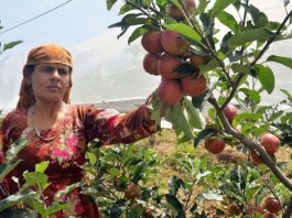व्याख्या: हिमाचल की सेब अर्थव्यवस्था संकट के चौराहे पर क्यों? जलवायु संकट, आयात और नीतिगत खामियों ने बागवानों को डाला संकट में